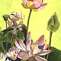 Citron Lotus 1